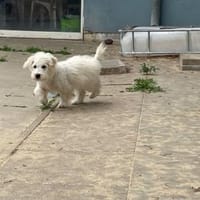 Flocke, aktiver Welpe, Hündin zur Adoption