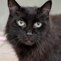 Charlie, Kater zur Adoption