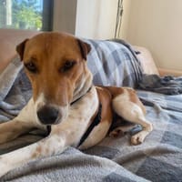 Polly - Hündin mit großem Herz, Hündin zur Adoption