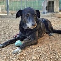 Bimba, Hündin zur Adoption