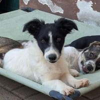 Lui wartet in 97499 Traustadt, Hund zur Adoption