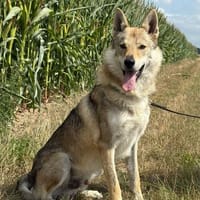 Cody  ein faszinierender Tschechoslowak, Hund zur Adoption