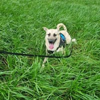 Lea, Dein zukünftiger Seelenhund🐾, Hündin zur Adoption