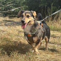 Olli  kleiner Wirbelwind mit großem Her, Hund zur Adoption