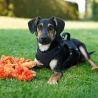 Einstein,aufgeschlossener Rüde,10M 64287, Hund zur Adoption