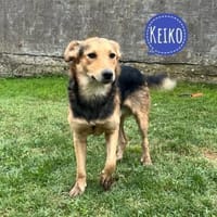 Keiko ein sehr freundlicher Rüde, Hund zur Adoption