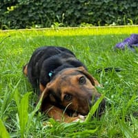 💕Dana💕 sucht ein schönes Zuhause,, Hündin zur Adoption