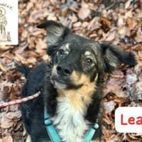 Lea - süße Schmuserin sucht Führung, Hündin zur Adoption