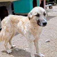 Wunderschöner MASCHA, Hund zur Adoption