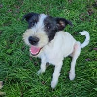 Zuckersüße LEA, Hündin zur Adoption
