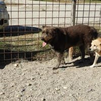 Lobo, gutmütiger Hund sucht Zuhause, Hund zur Adoption