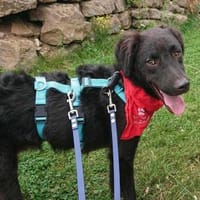 Noco,bereits in Deutschland, Hund zur Adoption