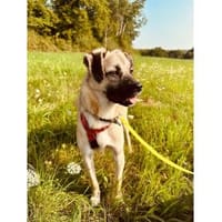 Masha - wartet in 35919 Braunfels, Hündin zur Adoption