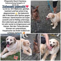Ly sucht einen tollen Altersplatz, Hündin zur Adoption