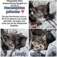 Kitten suchen ihr Zuhause, Kater zur Adoption