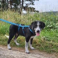 Liebe Paula, sucht ihre Familie, Hündin zur Adoption