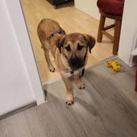 Freundlicher Rüdiger sucht Familie, Hund zur Adoption