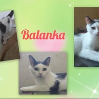 BALANKA, chatte à adopter