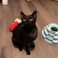 XENA, chatte à adopter