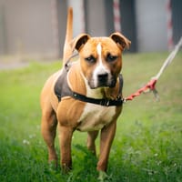 UMAKE, chien à adopter