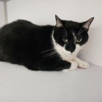 Paco, chat à adopter