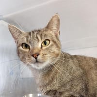 AOURA, chatte à adopter