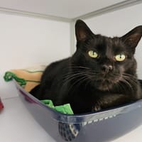 Petit minou, chatte à adopter