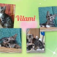 VILAMI, chatte à adopter