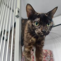 Châtaigne, chatte à adopter