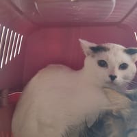 Céleste, chatte à adopter