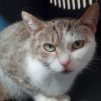 Diana, chatte à adopter