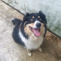 Shelby, chienne à adopter