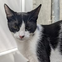 JACK, chat à adopter
