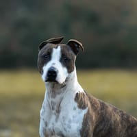 Roller, chien à adopter