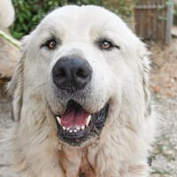 ARBO, chien à adopter