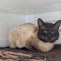 CURRY, chat à adopter