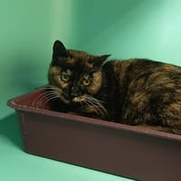 MARGE C, chatte à adopter
