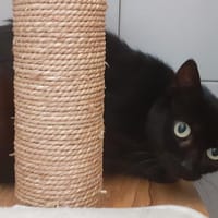 Sidra, chatte à adopter