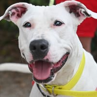 FALBALA, chienne à adopter