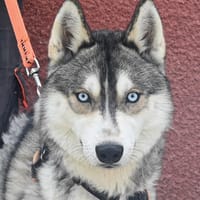 ALENKO, chien à adopter