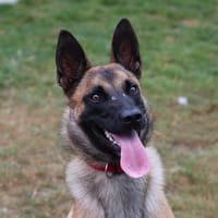 APOLLO, chien à adopter