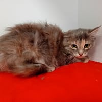 lubby, chatte à adopter