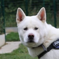 RENE, chien à adopter