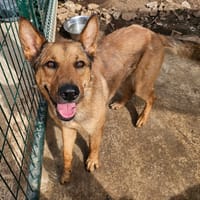 Tim, chien à adopter