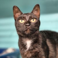 FUNCOM, chatte à adopter