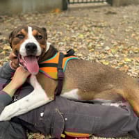 Eli OAA19852, chien à adopter