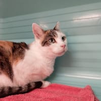 SARLA, chatte à adopter