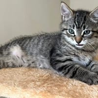 Mars PAB27759 (Duo avec Kitkat PAB27760), chat à adopter