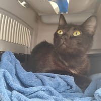 Loïs, chatte à adopter
