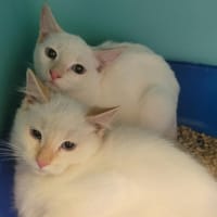 CONNY, chat à adopter